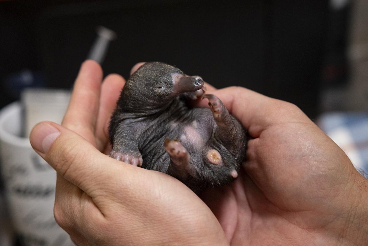San Diego Zoo Safari Park announces rare echidna twins hatching